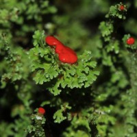 Cladonia